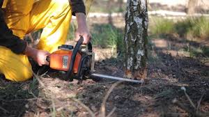 Best Tree and Shrub Care  in Jefferson Hills, PA