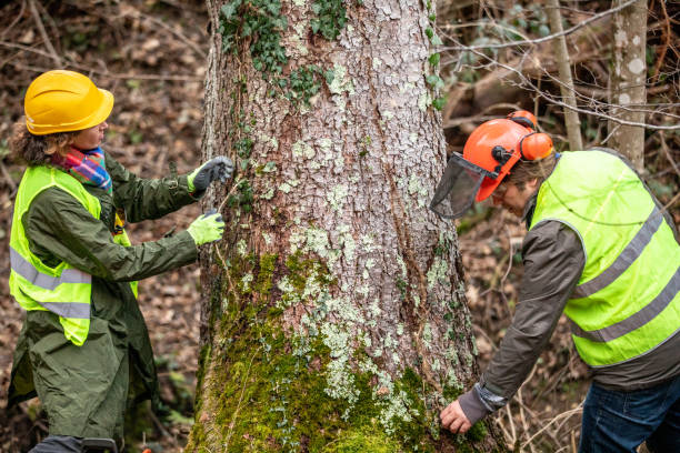 Best Arborist Consultation Services  in Jefferson Hills, PA