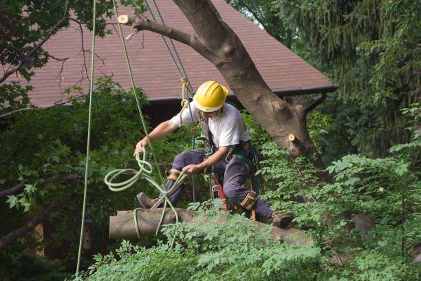 How Our Tree Care Process Works  in  Jefferson Hills, PA