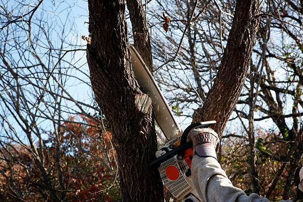 Best Lawn Watering Services  in Jefferson Hills, PA
