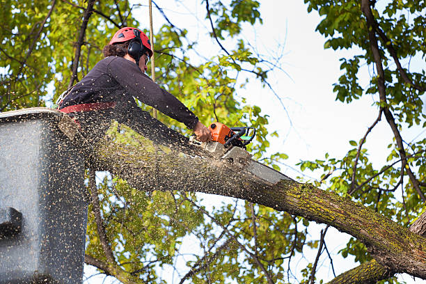 Best Firewood Processing and Delivery  in Jefferson Hills, PA