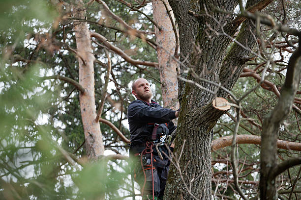 Jefferson Hills, PA Tree Care Company