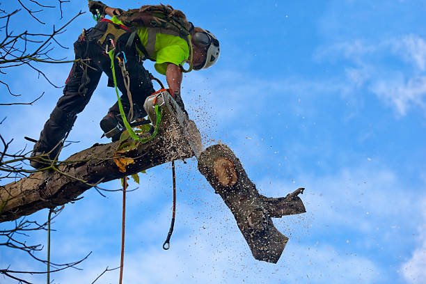 Best Tree Risk Assessment  in Jefferson Hills, PA